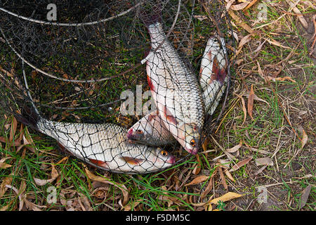 Nahaufnahme der Süßwasser Roach Fische gerade aus dem Wasser genommen. Fang von Fischen - Brachsen, gemeinsame roach Stockfoto