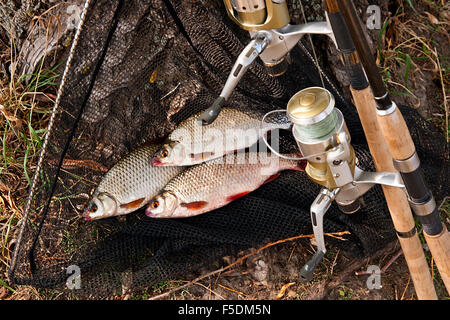 Roach Süßwasserfisch gerade aus dem Wasser genommen. Einige roach Fisch auf Fischernetz. Fang von Süßwasserfischen und Angelruten wi Stockfoto