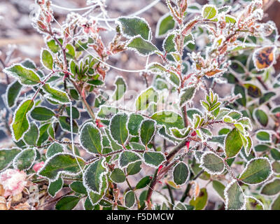 Nahaufnahme von rose Strauch Blättern bedeckt mit Morgen frost Stockfoto