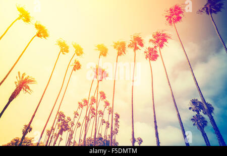 Retro-stilisierte Palmen Silhouetten bei Sonnenuntergang, Santa Monica, USA. Stockfoto