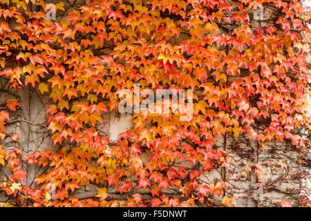 Wand eines alten Hauses bedeckt mit bunten Herbstlaub Liane Stockfoto