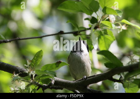 Meise auf einem Ast. Stockfoto