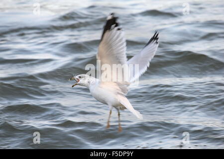 Möwen fliegen über dem Wasser mit einem Fisch im Schnabel. Stockfoto