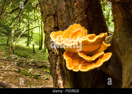 Huhn der Wälder Halterung Pilz wächst vom Baum im Wald oder im Wald. Stockfoto