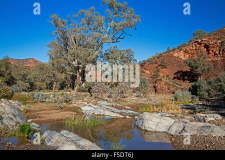 Felsen-Pool am Brachina Gorge, blaue Himmel spiegelt sich in Wasser gesäumt von Schilf, hohen Eukalyptusbäumen & zerklüfteten roten Hügeln von Flinders Ranges im Outback Australien Stockfoto