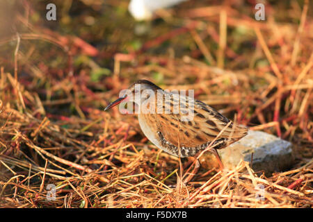 Wasser-Schiene (Rallus Aquaticus) in Japan Stockfoto