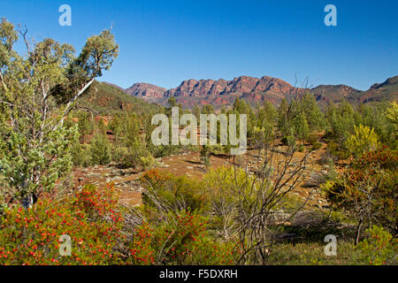 Zerklüftete Landschaft der Flinders Ranges mit Pinien, Wildblumen & rote felsige Berggipfel unter blauem Himmel im Outback South Australia Stockfoto