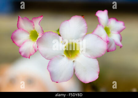 Recht schönen Wüstenrose, Impala-Lilie, Mock Azalee, Schönheit Blumen in weiß und rosa Stockfoto