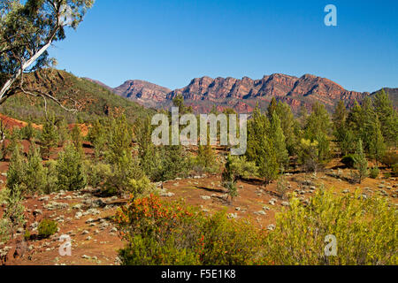 Zerklüftete Landschaft der Flinders Ranges mit Bäumen, Wildblumen & rote felsige Berggipfel unter blauem Himmel im Outback South Australia Stockfoto