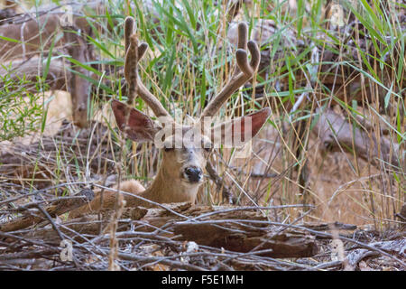 Maultier-Rotwild im Zion National Park - Maultierhirsch Im Zion Nationalpark Stockfoto