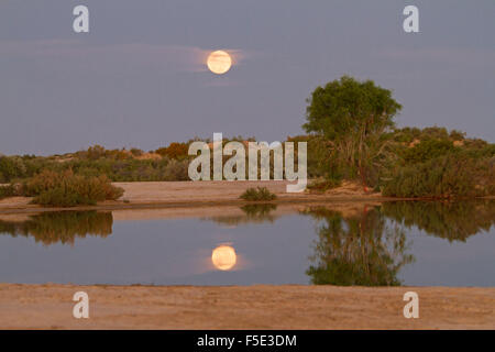 Full Moon rising in dunkelblauen Himmel bei Sonnenuntergang spiegelt sich im ruhigen Wasser des Pools an Montecollina artesischen Bohrung, Outback Australien Stockfoto