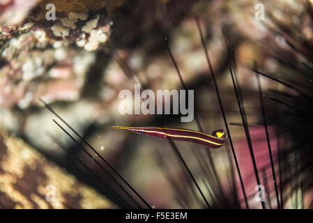 Lange Schnauze Clingfish, Diademichthys Lineatus (Sauvage, 1883), Schwimmen Amang Seeigel Stacheln. Owase Mie Japan. Closeup Stockfoto