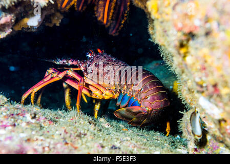 Die japanische Languste, Panulirus Japonicus. Als Ise-Ebi in Japan bekannt. ISE ist Ortsname wo Gipfel Veranstaltungsort 2016 in Japan ist Stockfoto