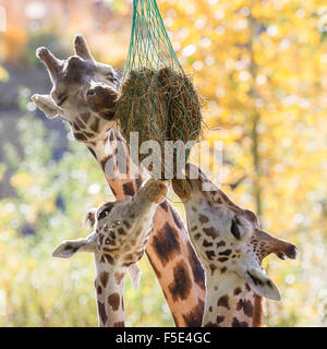 Drei Giraffen Essen Heu vom Anleger im zoo Stockfoto