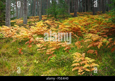 Ein Überblick der Bracken im Herbst Farbe an den bewaldeten Hängen des Bin Wald, in der Nähe von Huntley, Aberdeenshire, Schottland, UK. Stockfoto