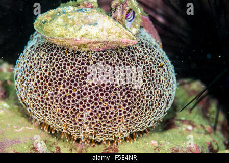 Blume Urchin auf einem Felsen. Es ist eine giftige Seeigel. bei Kajiak Owase Mie Japan Stockfoto