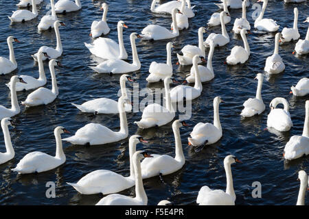 Eine große Gruppe von Schwäne schwimmen an einem Fluss Stockfoto