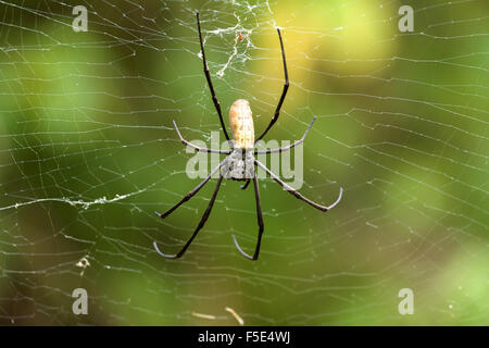 Close up Portrait of golden Orb Weaver oder Riesen Holz Spinne oder Bananenspinne (Nephila Pilipes) auf der in der Natur, ventrale Ansicht Stockfoto