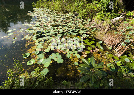 Wasserpflanzen auf indonesische Teich in der Nähe von Crystal Beach, Nusa Penida, Bali Indonesien Stockfoto