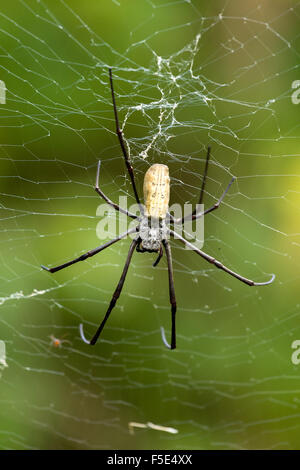 Close up Portrait of golden Orb Weaver oder Riesen Holz Spinne oder Bananenspinne (Nephila Pilipes) auf der in der Natur, ventrale Ansicht Stockfoto