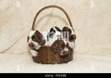 zwei Welpen von Braun English Cocker Spaniel in Korb Stockfoto