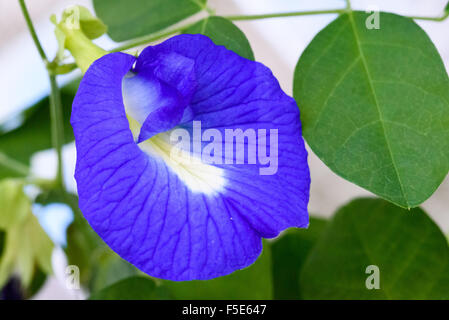 Blaue Schmetterling Erbse Stockfoto