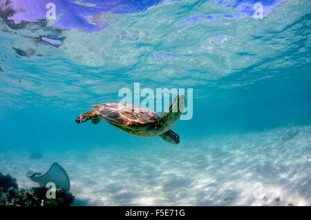 Grüne Meeresschildkröte, Chelonia Mydas und Cowtail Ray Pastinachus Sephen, Heron Island, Great Barrier Reef, Australien Stockfoto