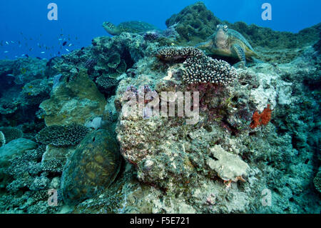 Drei grüne Meeresschildkröten, Chelonia Mydas, am Korallenriff, Heron Island, Great Barrier Reef, Australien Stockfoto