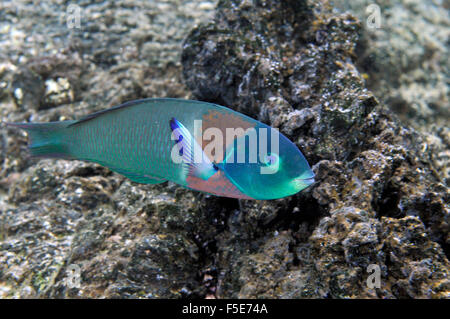 Sattel-Lippfisch Thalassoma Duperrey, Waiopae Gezeiten-Pools, Kaoho, Big Island, Hawaii, USA Stockfoto