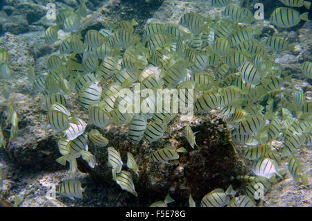 Aggregation der Sträfling Tang und Manini, Acanthurus Triostegus, ernähren sich von Algen, Waiopae tide Pools, Kaoho, Big Island, Hawaii Stockfoto