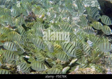 Aggregation der Sträfling Tang und Manini, Acanthurus Triostegus, ernähren sich von Algen, Waiopae tide Pools, Kaoho, Big Island, Hawaii, Stockfoto