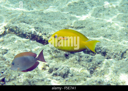 Lavendel-tang, Acanthurus Nigrofuscus und Orangeband Doktorfisch Sub Erwachsener, Acanthurus Olivaceus, Kaoho, Big Island, Hawaii Stockfoto