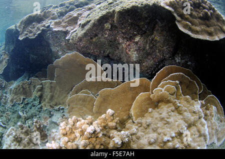 Coral Reef an Waiopae Gezeiten-Pools, Kaoho, Big Island, Hawaii, USA Stockfoto