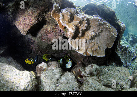 Coral Reef an Waiopae Gezeiten-Pools, Kaoho, Big Island, Hawaii, USA Stockfoto