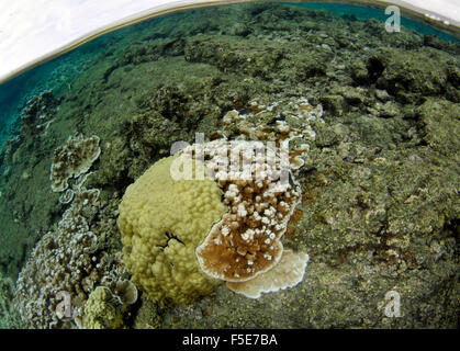 Coral Reef an Waiopae Gezeiten-Pools, Kaoho, Big Island, Hawaii, USA Stockfoto