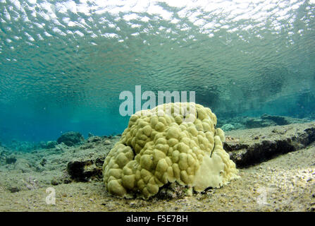 Coral Reef an Waiopae Gezeiten-Pools, Kaoho, Big Island, Hawaii, USA Stockfoto