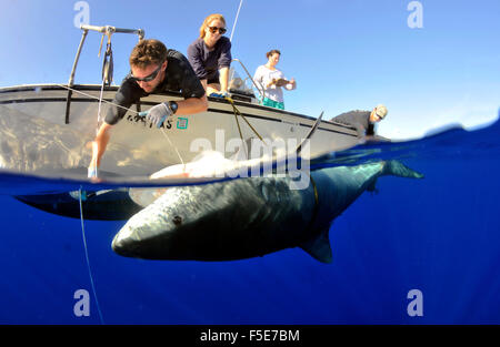 Tigerhai, Galeocerdo Cuvier, Fotomarkierungen Hai Forscher, Kaneohe, Oahu, Hawaii, USA Stockfoto