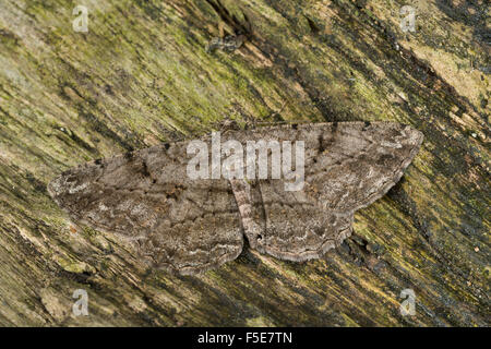 Willow Schönheit, Rauten--Rindenspanner, Rhombenspanner, Peribatodes Rhomboidaria, Boarmia Defloraria, Boarmia Syritaurica, Tarnung Stockfoto