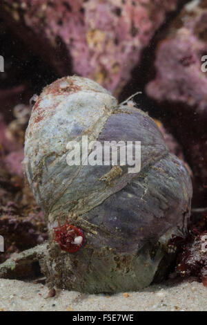 Pantoffel Limpet, Slippersnail, Pantoffel Shell, Pantoffel-Schnecke, Amerikanische Pantoffelschnecke, Crepidula fornicata Stockfoto