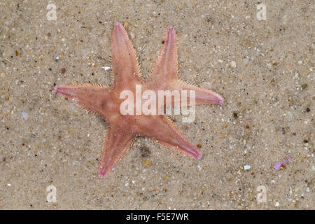 Sand Sea Star, Star Sand, Nordischer Kammstern, Regeneration, Seestern, Astropecten Irregularis, Astropecten muelleri Stockfoto