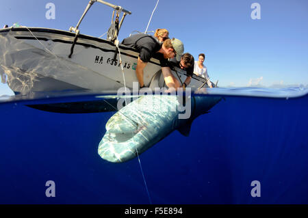 Tigerhai, Galeocerdo Cuvier, Fotomarkierungen Hai Forscher, Kaneohe, Oahu, Hawaii, USA Stockfoto