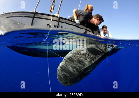 Tigerhai, Galeocerdo Cuvier, Fotomarkierungen Hai Forscher, Kaneohe, Oahu, Hawaii, USA Stockfoto