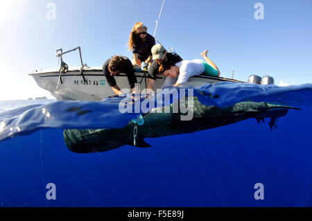 Tigerhai, Galeocerdo Cuvier, Fotomarkierungen Hai Forscher, Kaneohe, Oahu, Hawaii, USA Stockfoto