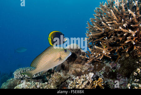 Gold gefleckte Süßlippen, Plectorhinchus Flavomaculatus und altrosa Butterflyfish Chaetodontidae Flavirostris, Noumea, Neukaledonien Stockfoto