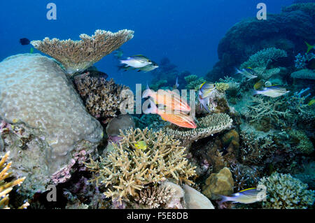 Schwarze Goatfishes, Parupeneus Spirulus, Schwimmen in einem vielfältigen Korallenriff auf Seche Croissant, Noumea, Neukaledonien Stockfoto