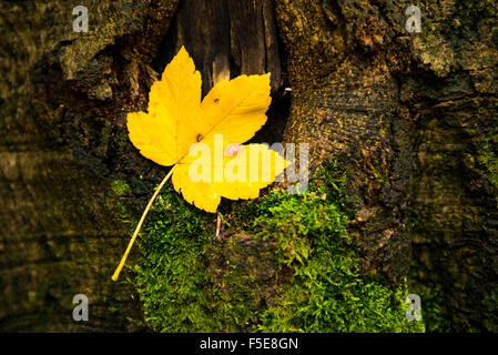 Im Herbst gelbes Blatt in Rinde des Baumstammes gefangen Stockfoto