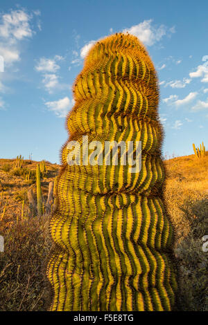 Endemische Riesen Barrel Cactus (Ferocactus Diguetii) auf Isla Santa Catalina, Baja California Sur, Mexiko, Nordamerika Stockfoto