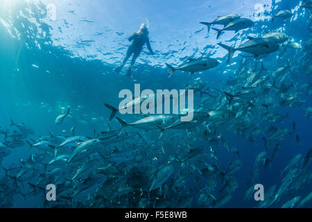 Schnorchler mit einer großen Schule von Großaugenthun Trevally (Caranx Sexfasciatus) in der Nähe von Cabo Pulmo, Baja California Sur, Mexiko Stockfoto