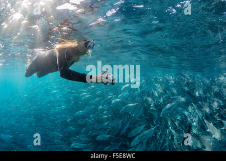 Schnorchler mit einer großen Schule von Großaugenthun Trevally (Caranx Sexfasciatus) in der Nähe von Cabo Pulmo, Baja California Sur, Mexiko Stockfoto