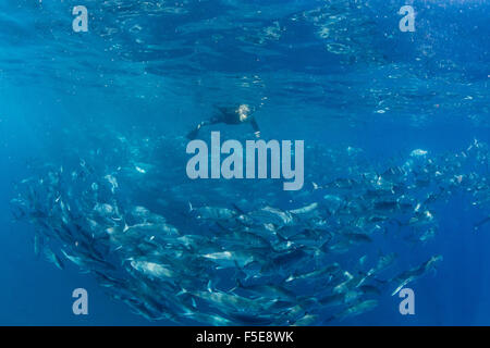 Schnorchler mit einer großen Schule von Großaugenthun Trevally (Caranx Sexfasciatus) in der Nähe von Cabo Pulmo, Baja California Sur, Mexiko Stockfoto